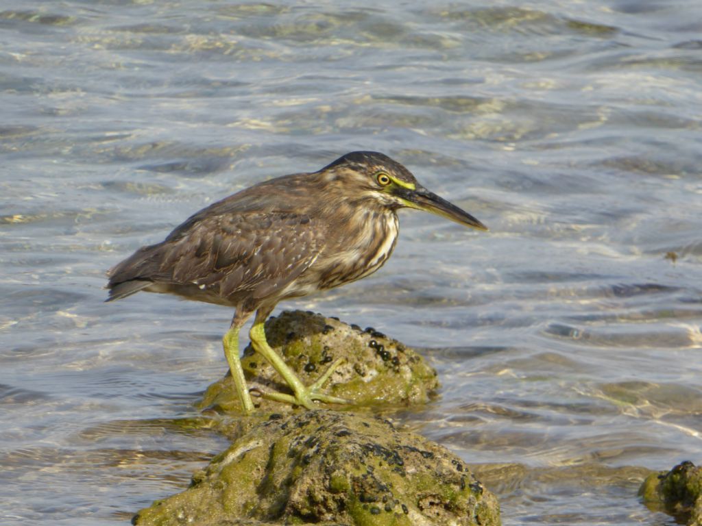 Help identificazione ...Airone striato (Butorides striata)